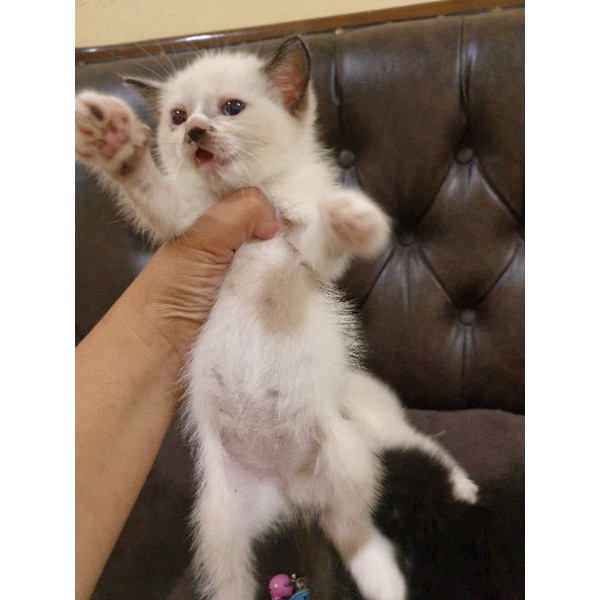 kucing persia himalaya simetris ragdoll