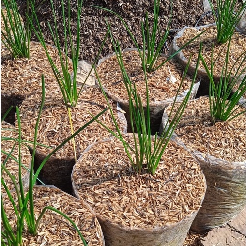 Tanaman Kucai | Daun Kucai | Bawang Kucai | Pohon Kucai