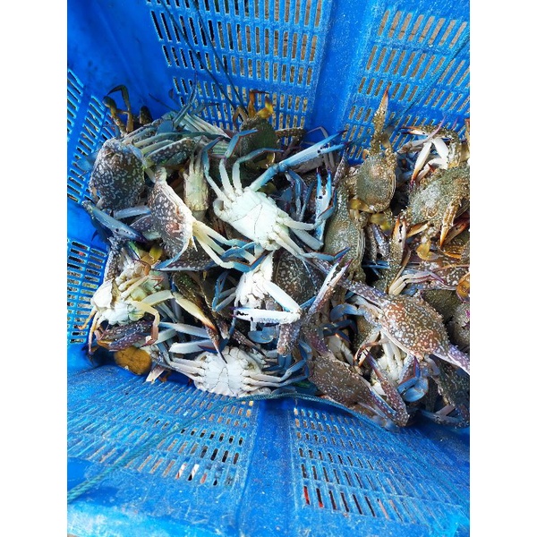 

rajungan blue crabs life fresh isi 4-6