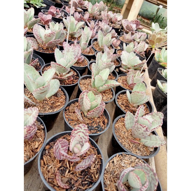 Sukulen Kalanchoe Humilis