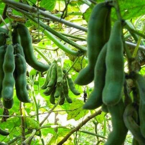 

10 biji benih kacang babi baby kara koro benguk bengok hijau biji putih