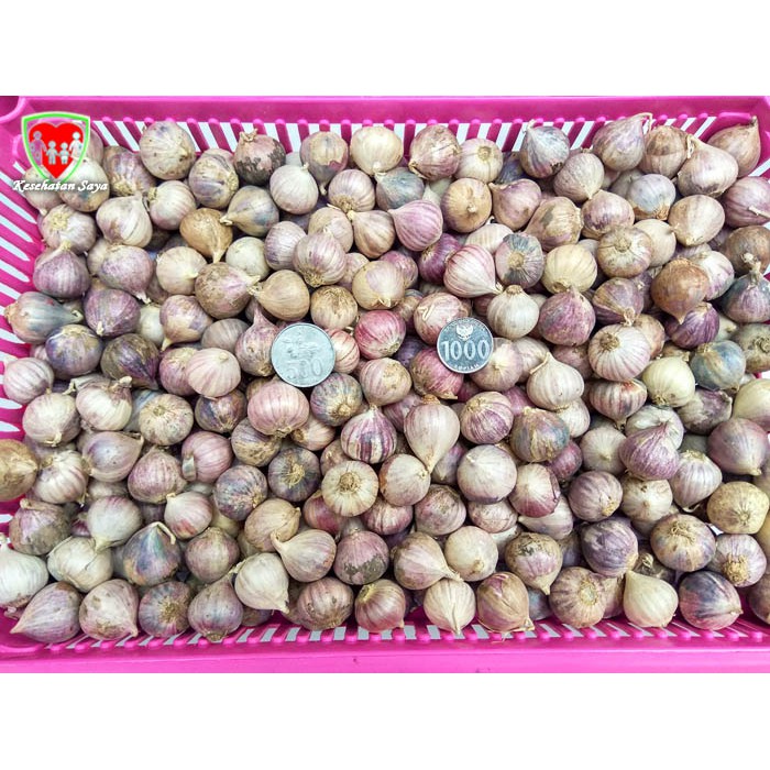 

Bawang Putih Tunggal Ungu Super 500 gram / Bawang Putih Lanang