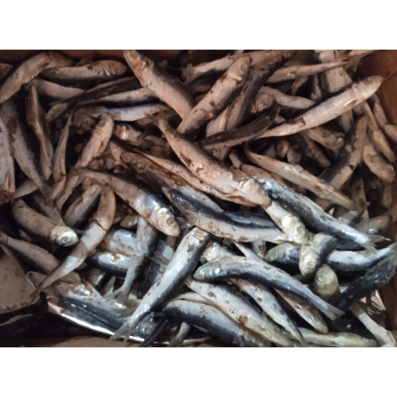 

Ikan Japuh Kecil/Lesi