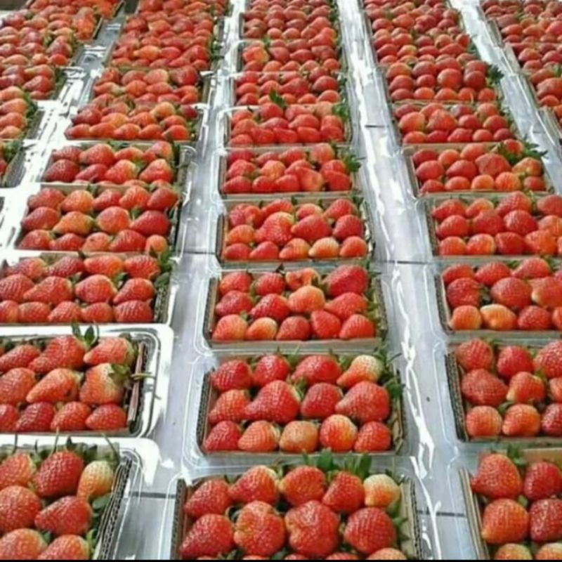 

strawberry per pack