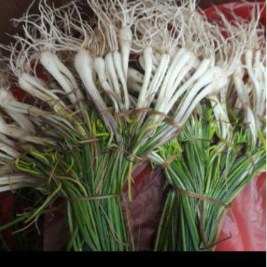 

Bawang sayur kuncai BAWANG DAYAK /LOKIO 100 gram sayur