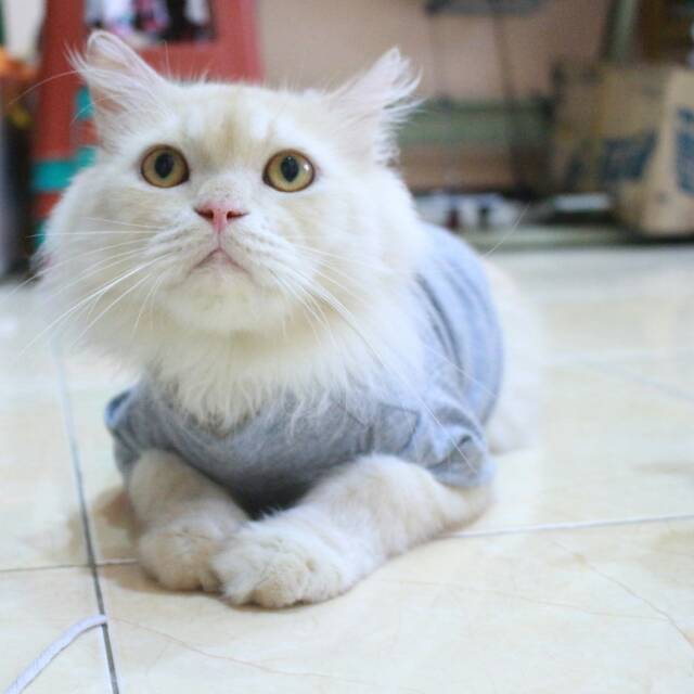 Kaos turtleneck warna abu-abu untuk kucing dan anjing / baju kucing murah meriah size S M L XL