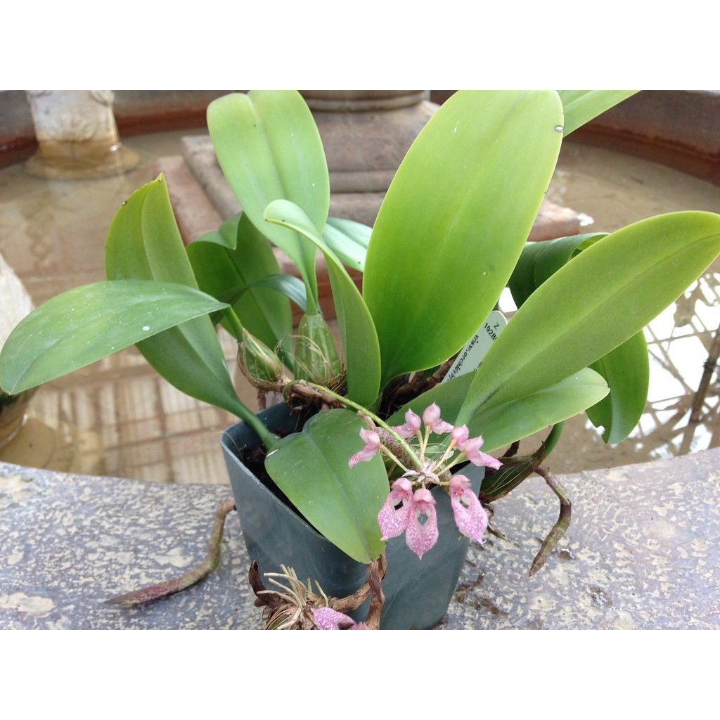 Bibit Anggrek Hutan Jenis bulbophyllum taeniophyllum - Anggrek cantik dan langka