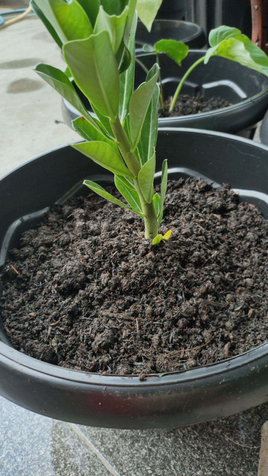 Tanaman Hias Katus Koboi-katus Belimbing