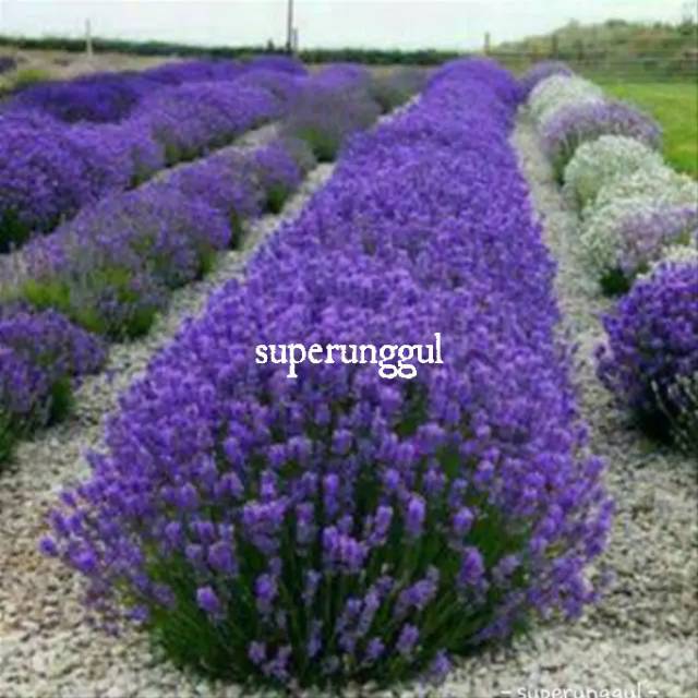 Bibit Bunga Lavender Super Terlaris