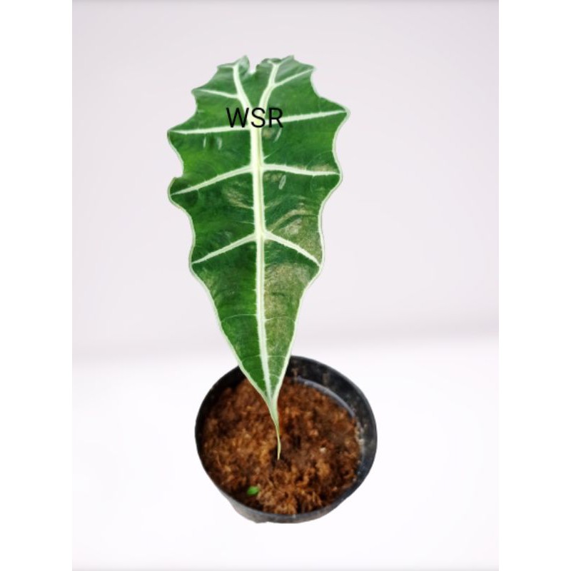 Keladi/Caladium Amazon ➿bibit➿ murah, Sudah Besar