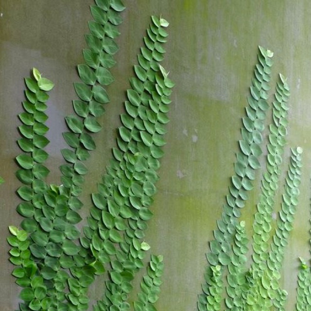 Tanaman hias rhaphidophora cryptantha