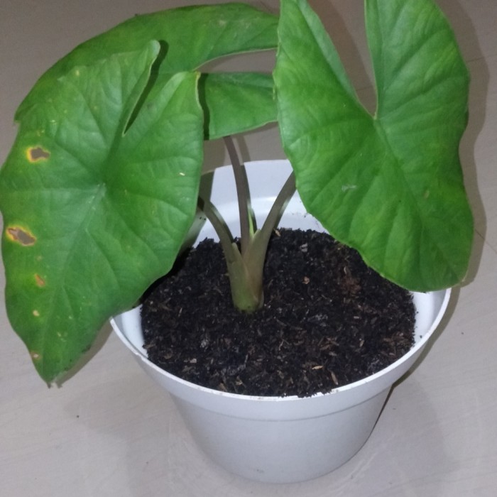 tanamna hias mini alokasia melo badak borneo/ keladi tengkorak plos