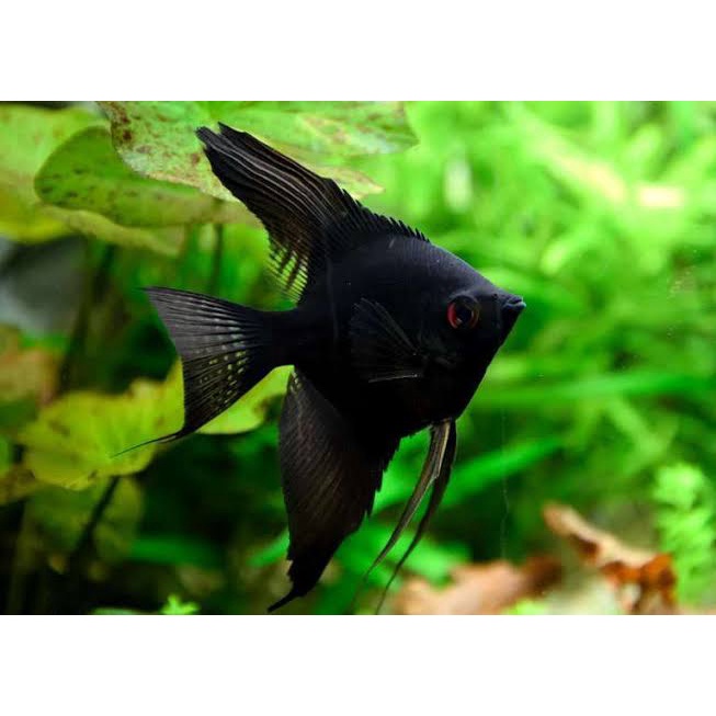 Anglefish Manfish Black Angel / Ikan Hias Aquascape / Aquarium
