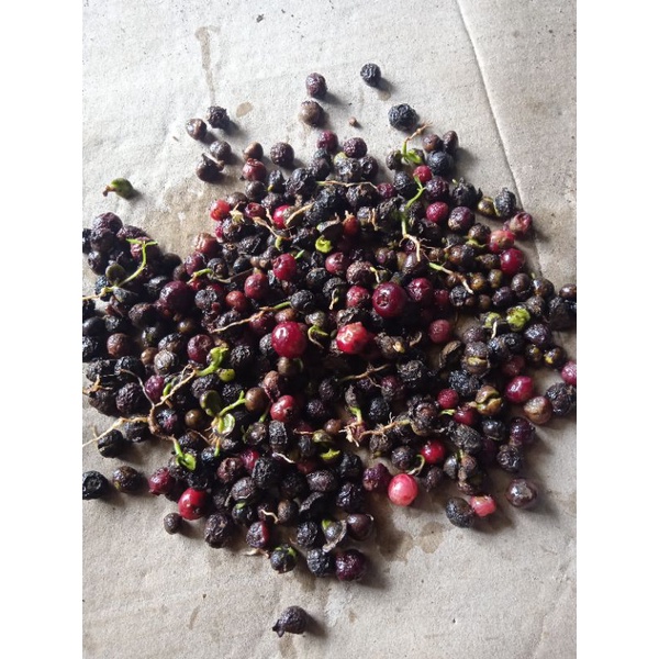 

100 biji bibit daun salam siap tumbuh