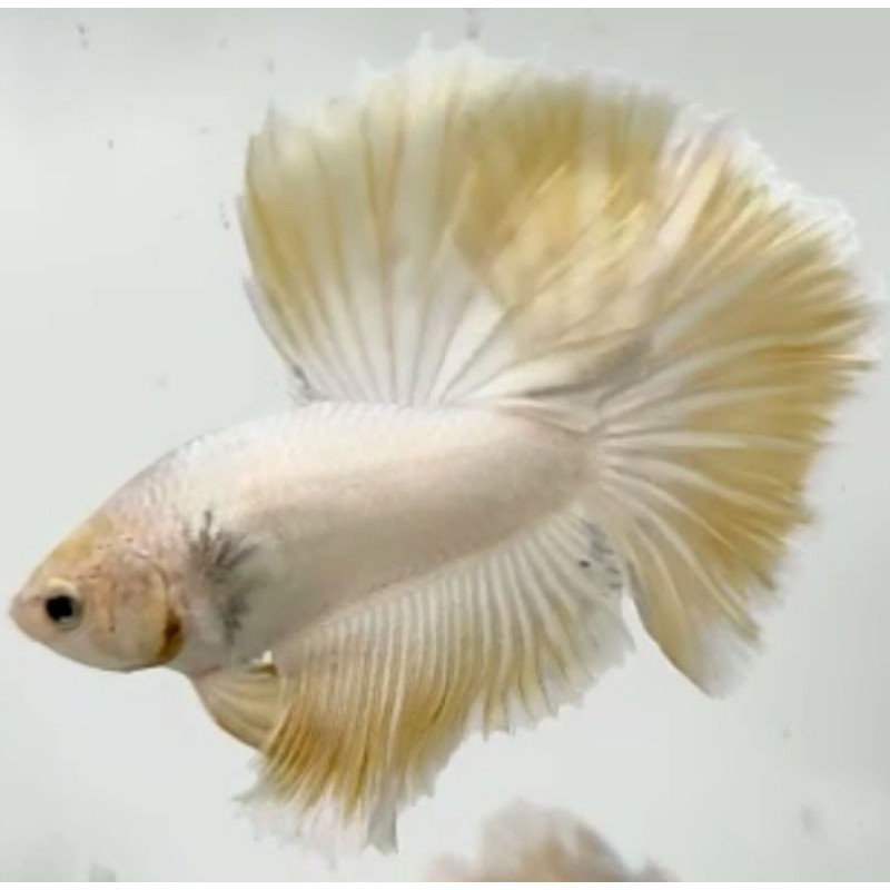 

Ikan Cupang// Halfmoon HM Warna Warni
