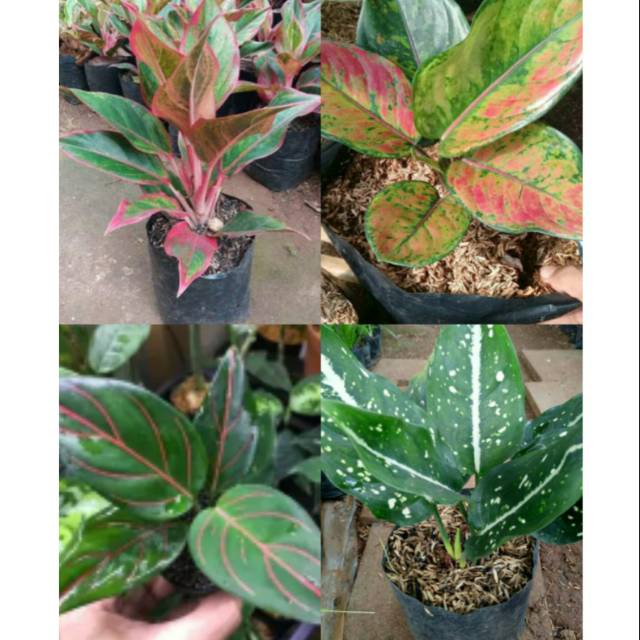( BUNGA HIDUP ) Paket 4 Tanaman hias Aglaonema LIPSTIK-BIGROY-ROTUNDUM-SRIKIT- paket tanaman hias ag