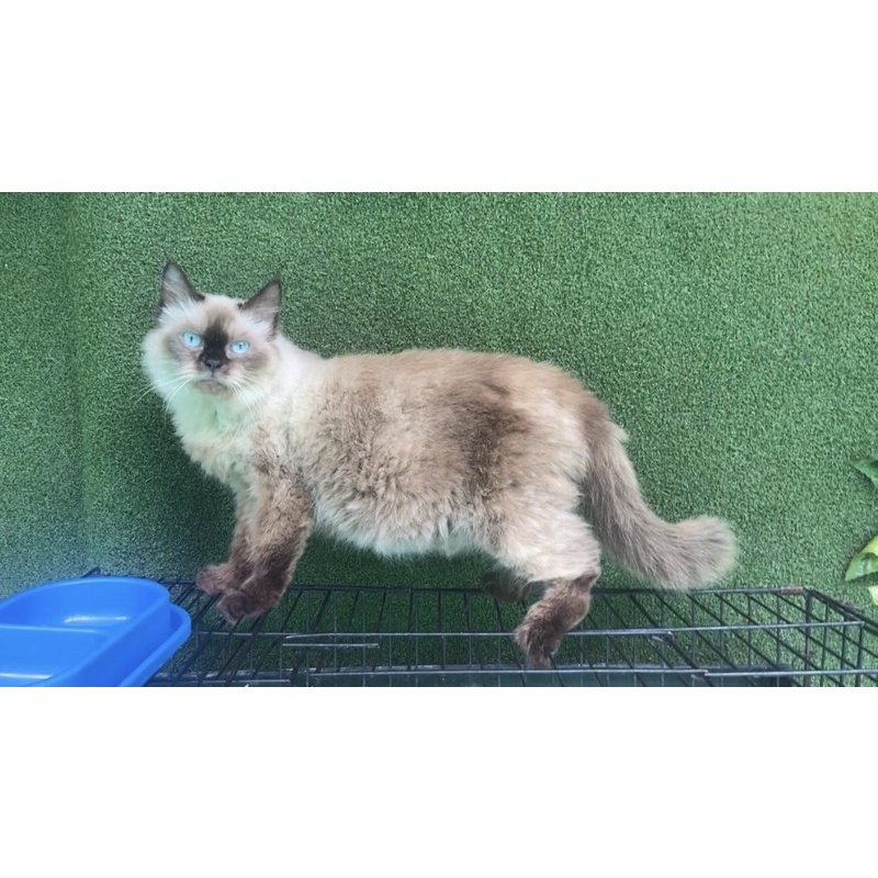 KUCING HIMALAYA BLUE EYES