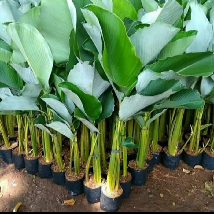 Tanaman hias Hidup chalatea Pisang pisangan - tanaman indoor