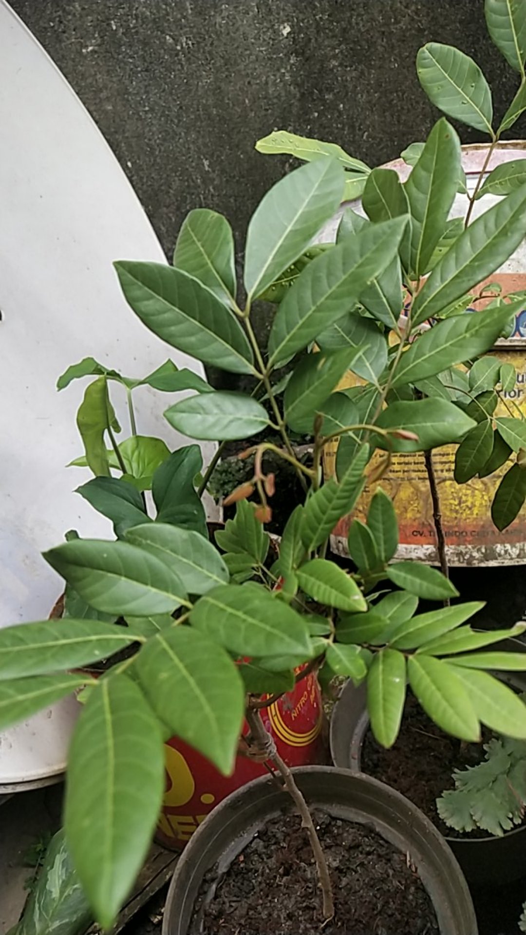 Bibit Kelengkeng Matalada