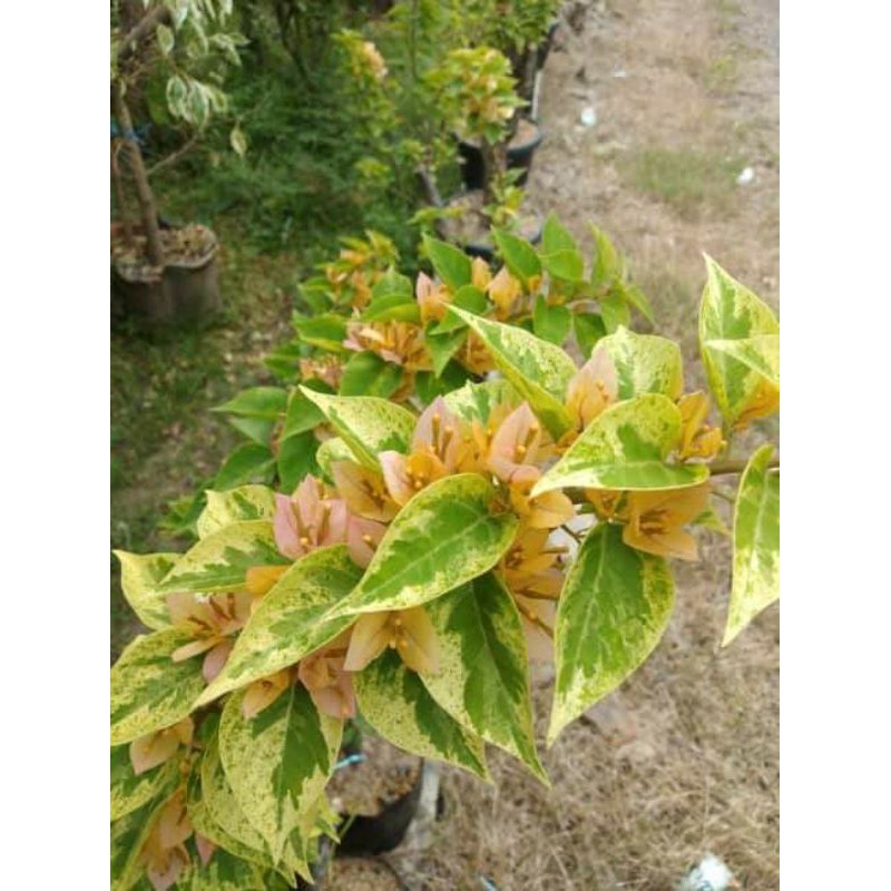 Bougenville Singapur varigata kuning (bibit sambung)