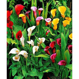  Biji  Bunga Calla  Lily  Warna Warni Shopee Indonesia