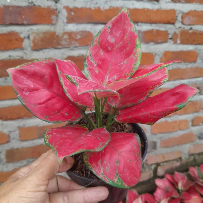Aglonema Red Anjamani / tanaman hidup red Anjamani / bunga Aglonema Red anjamani cantik / Aglonema R
