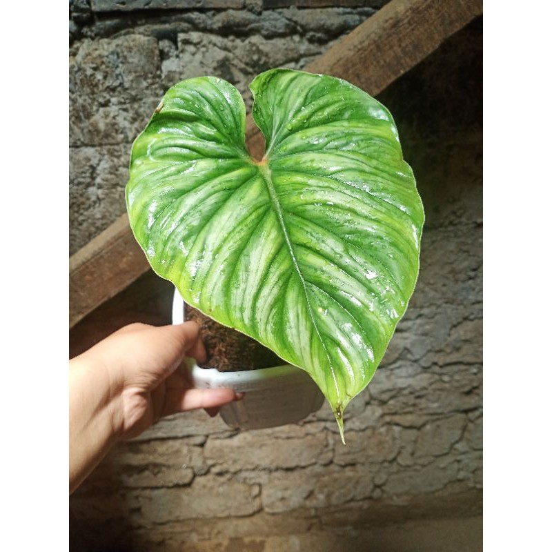PHILODENDRON PLOWMANII BLACK FACE