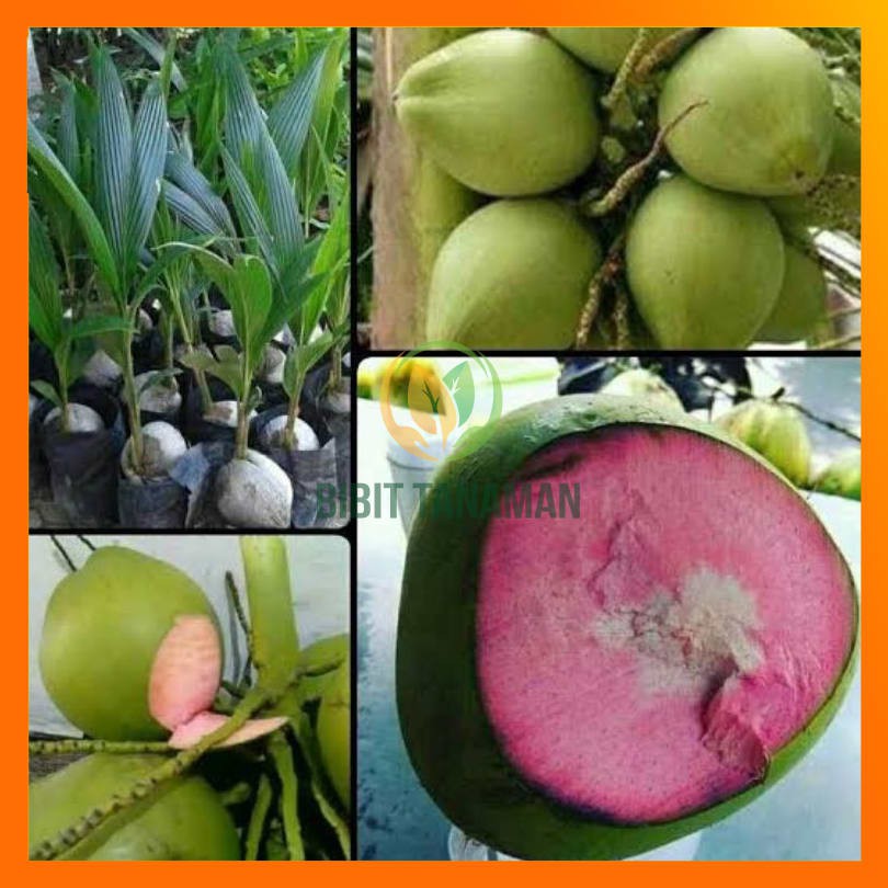 Bibit Kelapa Wulung-Bibit Pohon Kelapa wulung Asli-Tanaman Kelapa Hijau Wulung- Bibit Kelapa ijo Asl