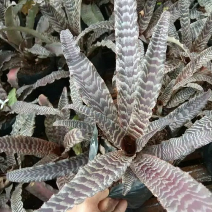 tanaman hias bromelia tokek coklat