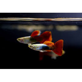 ikan guppy platinum red tail