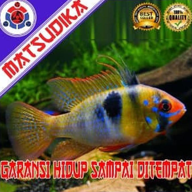 Gratis Ikan Hias Air Tawar Ramirezi German Aquarium Aquascape