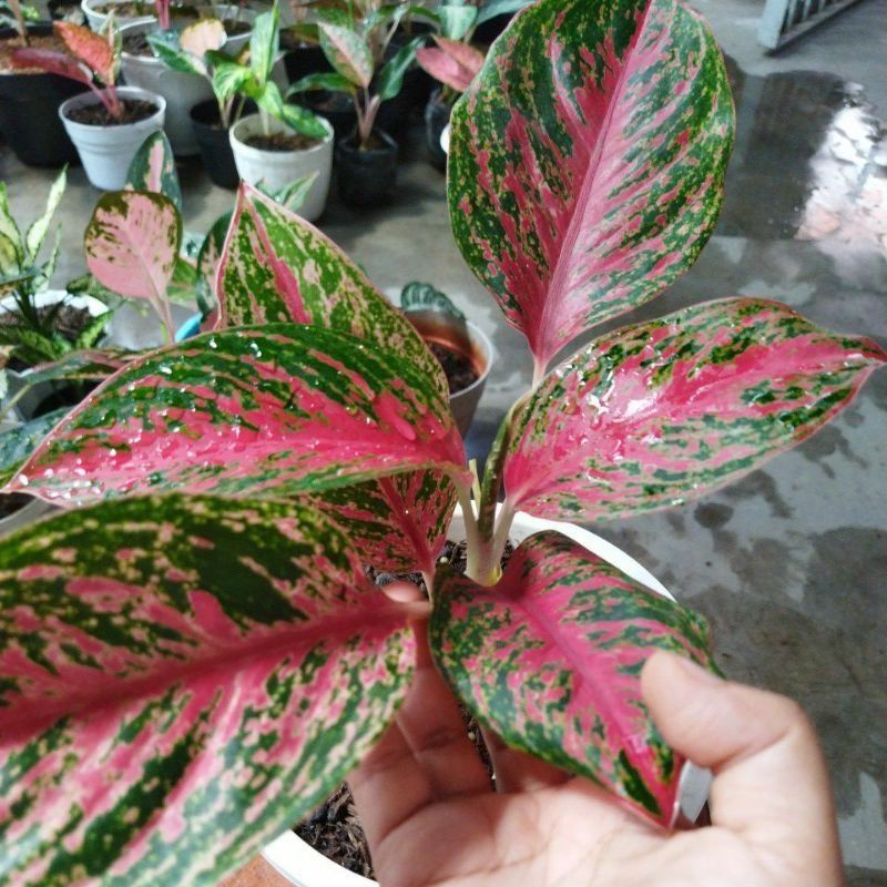 Aglonema Pink Beauty / Red Beauty