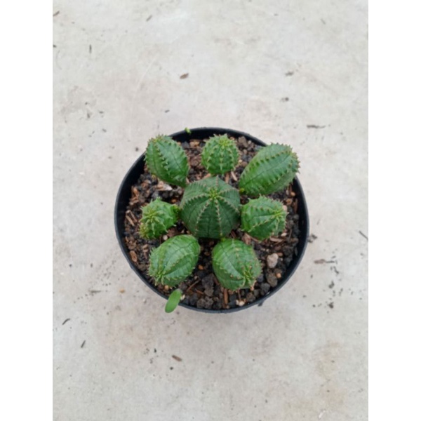 Kaktus/Sukulen Euphorbia Globosa