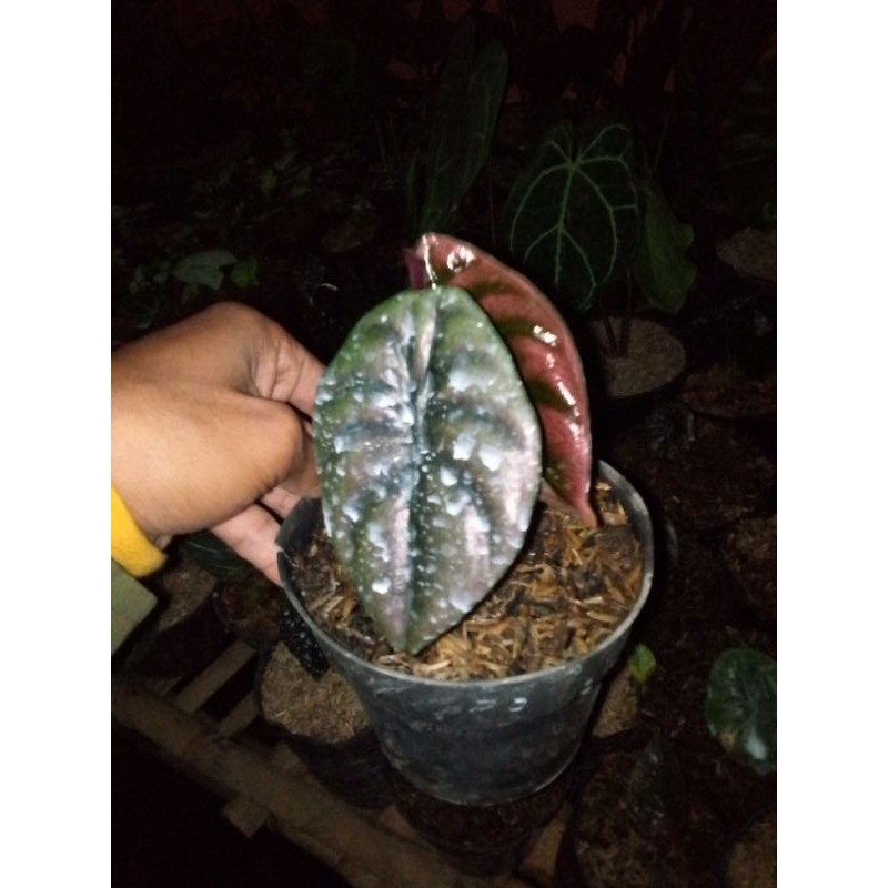 tanaman hias keladi tengkorak/alocasia cuprea