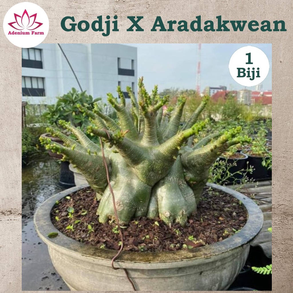 Benih Biji Bibit Adenium Arabikum Hibrid GODJI X ARADAKWEAN