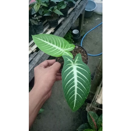 Keladi Zebra / Lindeni Santasoma