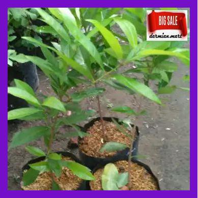 

HINEBIBIT- BIBIT DAUN SALAM BUMBU MASAK DAN MENURUNKAN GULA DARAH -ASLIII.