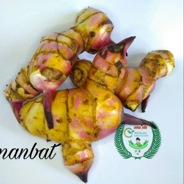 Umbi ganyo umbi ganyong umbi ganyong umbi ganyu ganyo segar umbi segar umbi pulen umbi segar