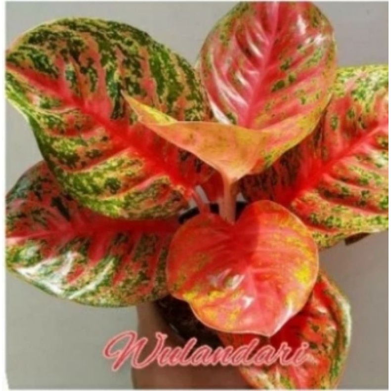 aglonema Wulandari baby