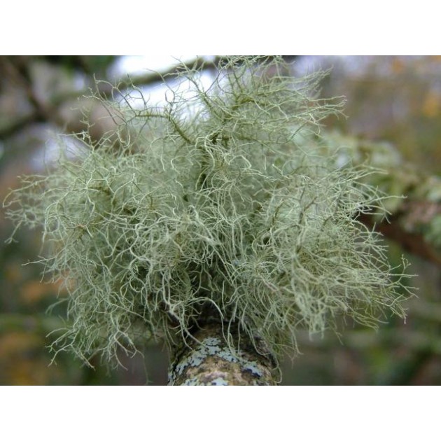 Kayu Angin (Usnea Thallus) 1kg