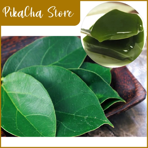 Bibit Stek Batang Cincau Perdu/Cincau Kebo