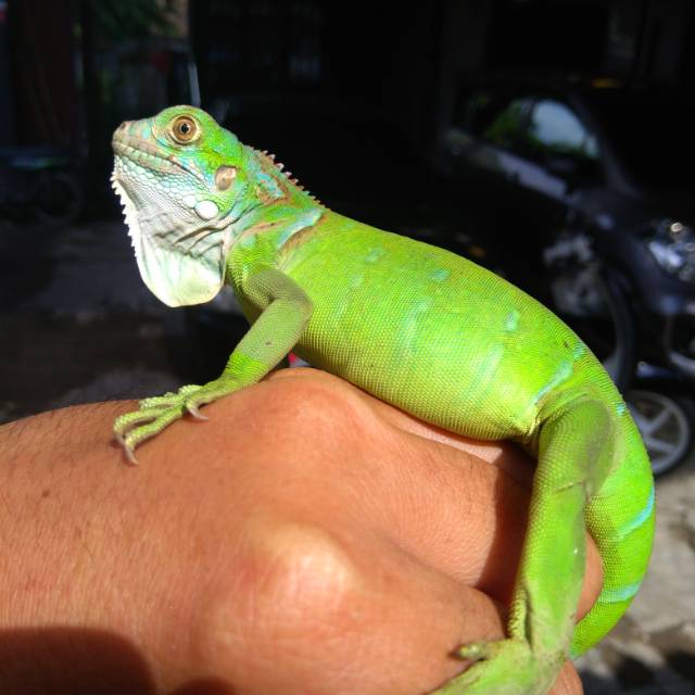 Green Iguana Colomb B2.2