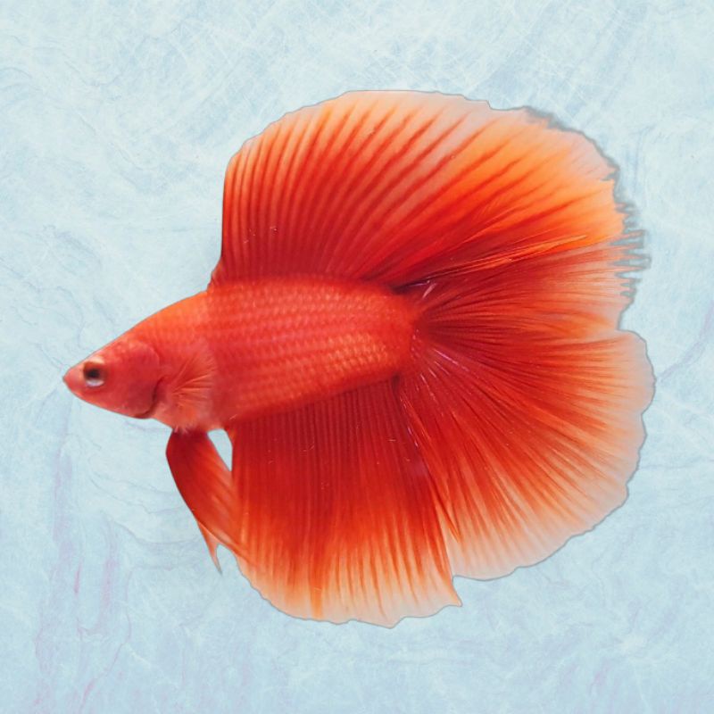 Ikan Cupang Hias Murah Halfmoon Double Tail Red Jantan