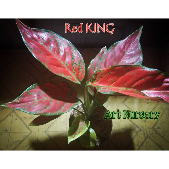 Aglonema red king