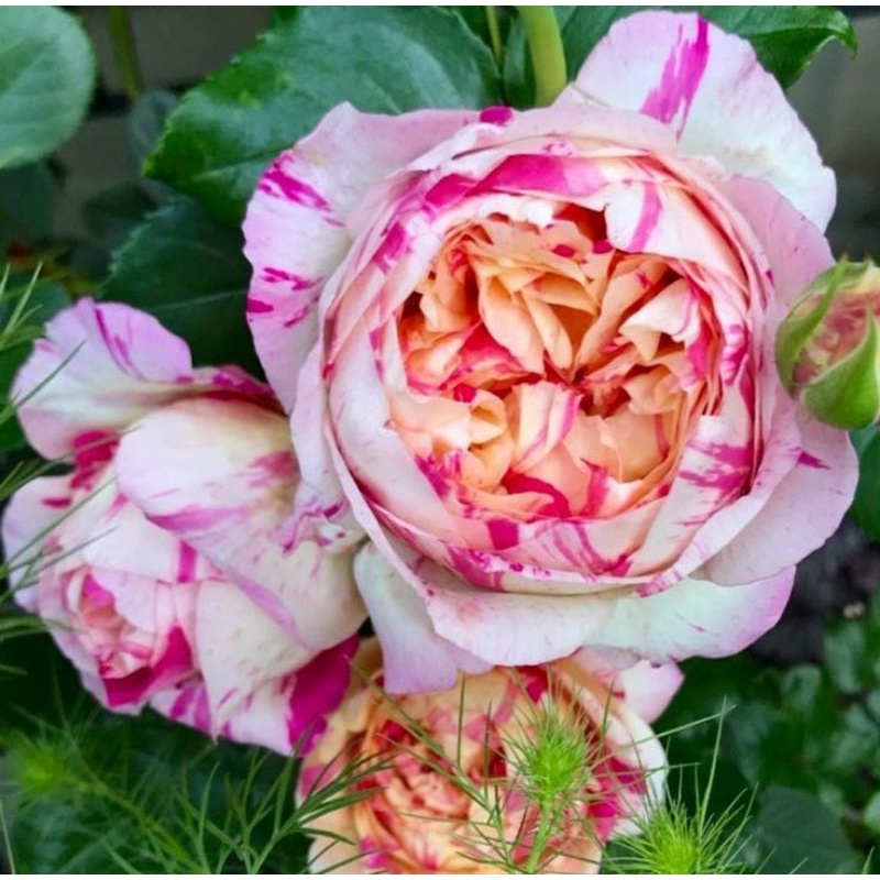 Mawar Import Julie andrew- Mawar Rambat Wangi- mawar rambat- climbing rose