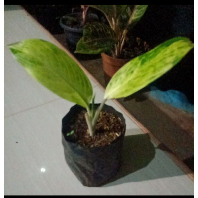 tanaman hias Aglonema Blanceng Golden
