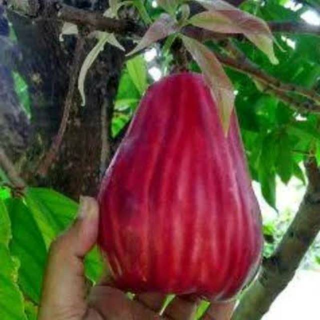Bibit Buah Jambu Jamaika Jumbo