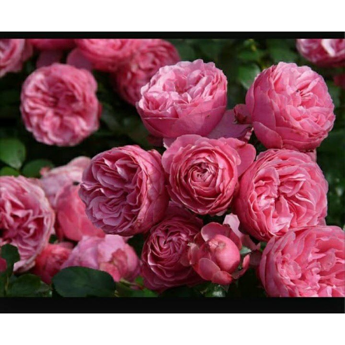 BIBIT BUNGA MAWAR FLORIBUNDA PINK