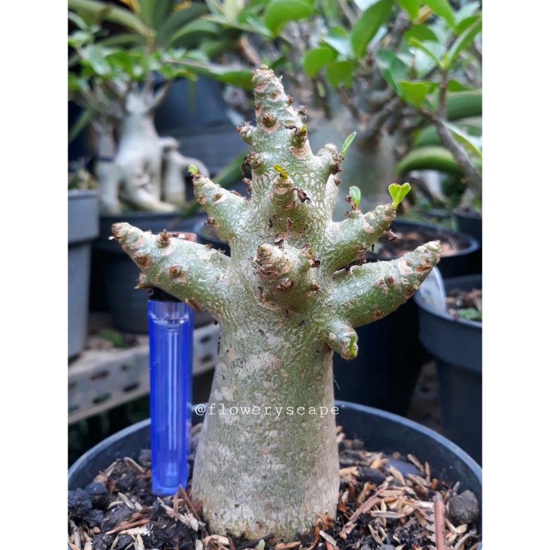 adenium nsdd / adenium karakter
