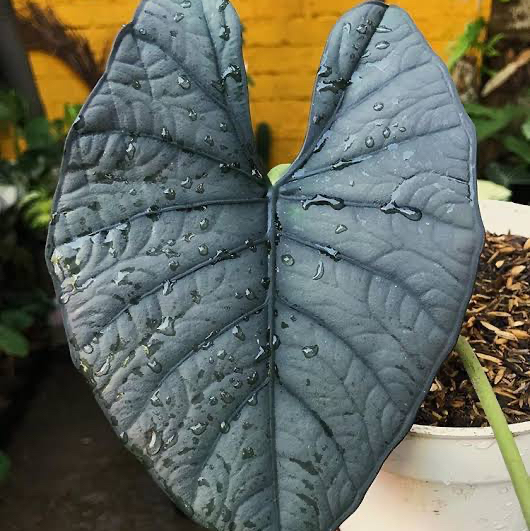 Stek batang alocasia nebula